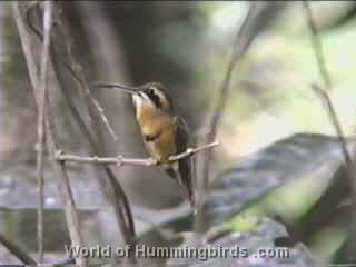 Hummingbird Garden Catalog: Cinnamon-Throated Hermit